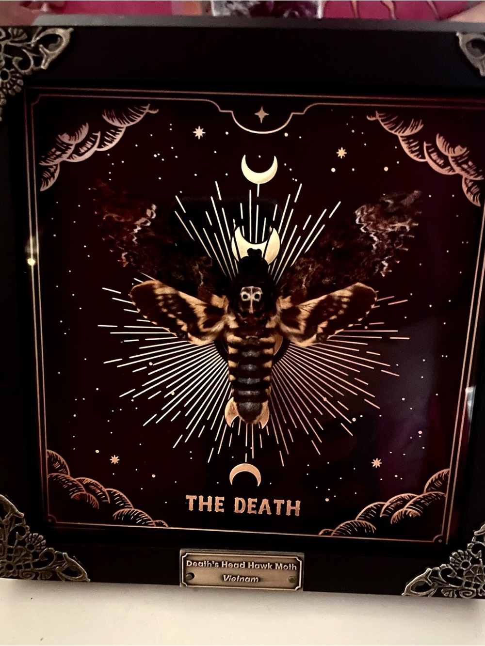 Framed Death's-Head Hawkmoth